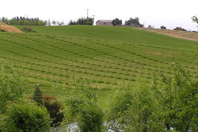 Horticultural and Vineyard